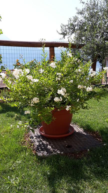 Agriturismo Botton D'Oro Dongo Kültér fotó