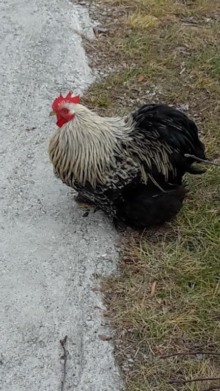 Agriturismo Botton D'Oro Dongo Kültér fotó